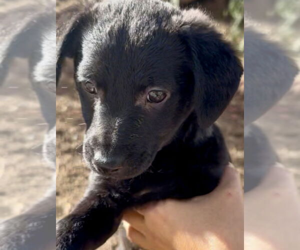 Medium Photo #2 Mutt Puppy For Sale in San Diego, CA, USA