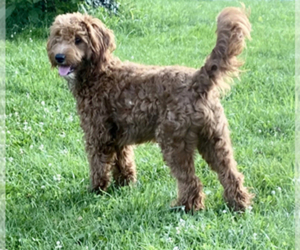 Mother of the Cavapoo-Goldendoodle Mix puppies born on 09/01/2025