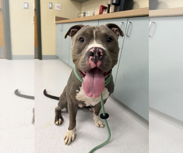 Medium Photo #8 American Pit Bull Terrier-Unknown Mix Puppy For Sale in Virginia Beach, VA, USA