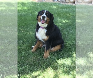 Bernese Mountain Dog Puppy for sale in BUTTE CITY, CA, USA