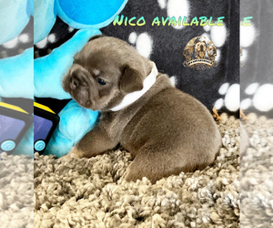 French Bulldog Puppy for sale in LEHIGH ACRES, FL, USA