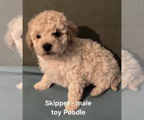 Medium Photo #1 Poodle (Toy) Puppy For Sale in CLARKRANGE, TN, USA