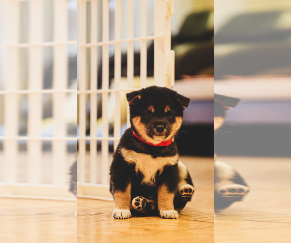 Medium Photo #2 Shiba Inu Puppy For Sale in NORTHRIDGE, CA, USA
