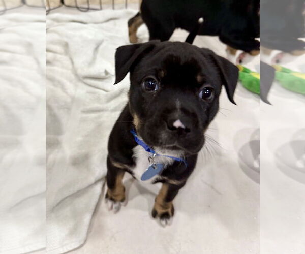 Medium Photo #1 Mutt Puppy For Sale in Royal Palm Beach, FL, USA