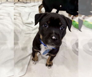 Mutt Dogs for adoption in Royal Palm Beach, FL, USA