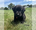 Small #11 Labrador Retriever
