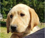 Puppy Fox red female Labrador Retriever