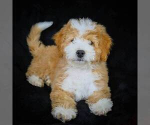 Bernedoodle-Poodle (Miniature) Mix Puppy for sale in DALTON, OH, USA