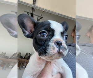 French Bulldog Puppy for sale in WILLIAMSON, GA, USA