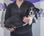 Small #1 Border Collie Mix