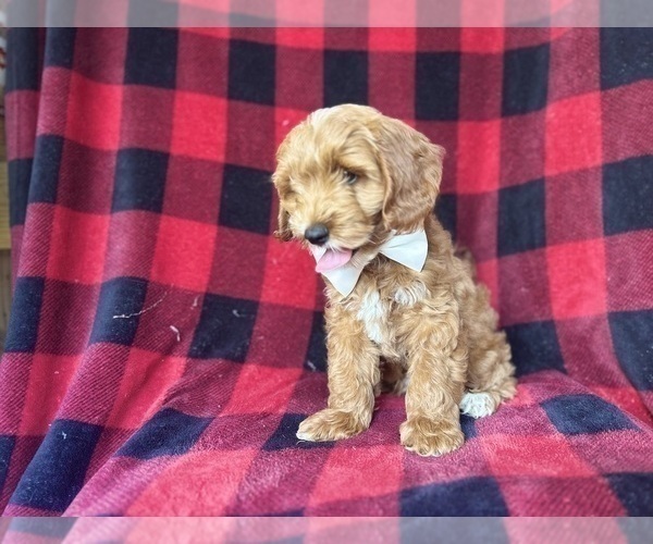 Medium Photo #9 Cock-A-Poo Puppy For Sale in LAKELAND, FL, USA