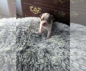 Medium Boston Terrier