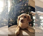 Puppy Puppy 2 Cock-A-Poo