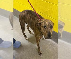 Black Mouth Cur-Labrador Retriever Mix Dogs for adoption in Forestville, MD, USA