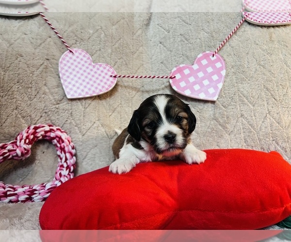 Medium Photo #3 Cocker Spaniel-Havanese Mix Puppy For Sale in GILLETT, PA, USA