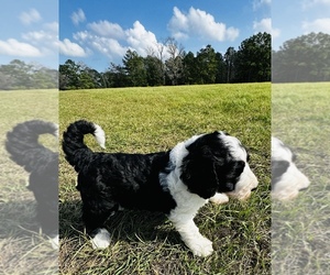 Sheepadoodle Puppy for sale in GROVETON, TX, USA