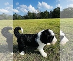 Small Photo #1 Sheepadoodle Puppy For Sale in GROVETON, TX, USA