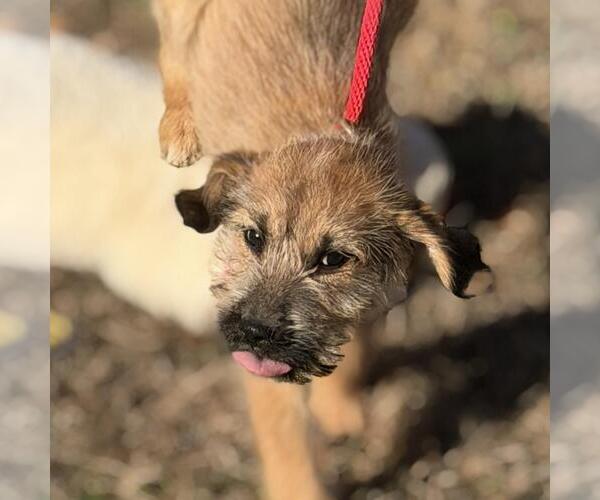 Medium Photo #4 Labrador Retriever-Unknown Mix Puppy For Sale in Yardley, PA, USA