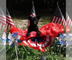 German Shepherd Dog Puppy for Sale in JACKSONVILLE, Florida USA