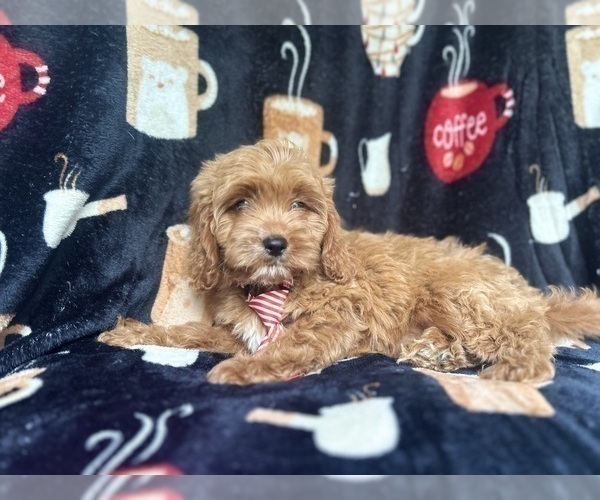 Medium Photo #6 Cavapoo Puppy For Sale in LAKELAND, FL, USA