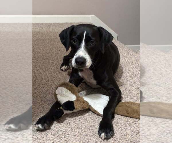 Medium Photo #1 Mutt Puppy For Sale in Abbeville, LA, USA
