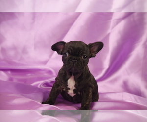 French Bulldog Puppy for sale in SAN DIEGO, CA, USA