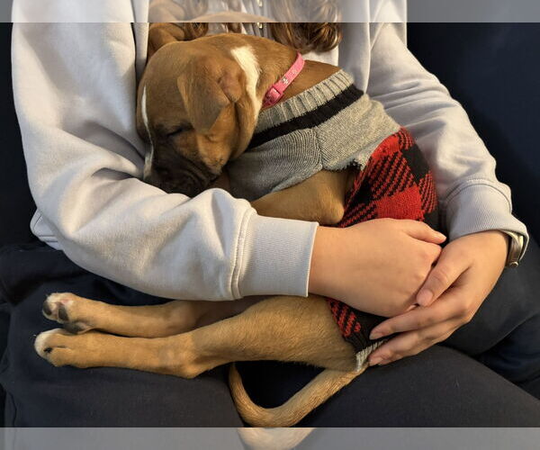 Medium Photo #10 American Pit Bull Terrier-Unknown Mix Puppy For Sale in Holly Springs, NC, USA