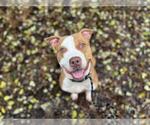 Small American Pit Bull Terrier