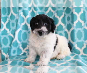 Aussie-Poo Puppy for sale in SHILOH, OH, USA