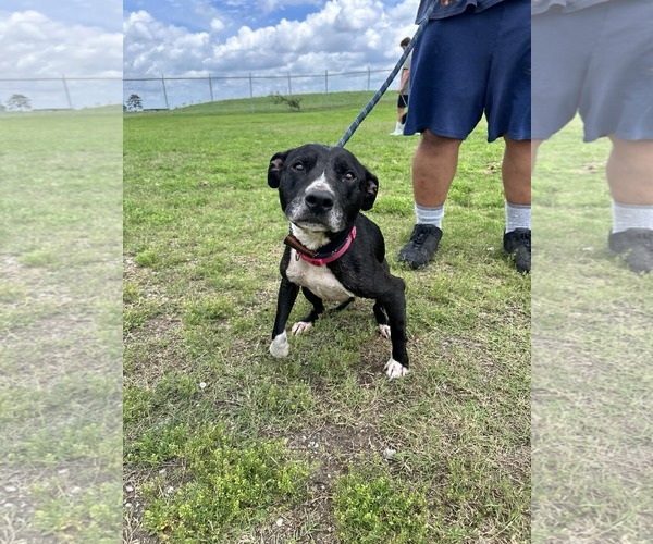 Medium Photo #3 American Staffordshire Terrier Puppy For Sale in Oakhurst, NJ, USA