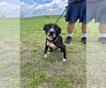 Small #2 American Staffordshire Terrier