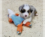 Small Photo #7 Australian Shepherd Puppy For Sale in ANTHONY, FL, USA