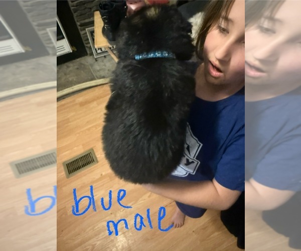 Medium Photo #2 German Shepherd Dog Puppy For Sale in RUSTBURG, VA, USA