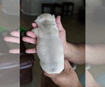 Small Photo #2 French Bulldog Puppy For Sale in MAGNOLIA SQ, FL, USA