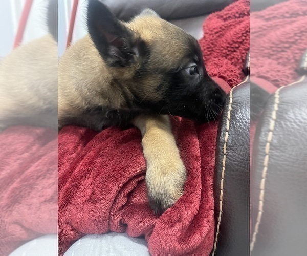 Medium Photo #53 Belgian Malinois Puppy For Sale in REESEVILLE, WI, USA