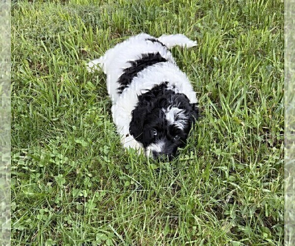 Medium Photo #19 Aussiedoodle Puppy For Sale in ASHEVILLE, NC, USA