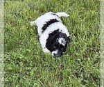 Small #18 Aussiedoodle