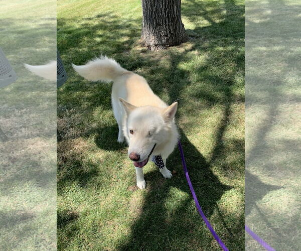 Medium Photo #1 Siberian Husky Puppy For Sale in Cedar Crest, NM, USA