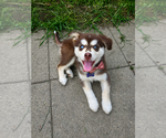 Small Alusky