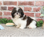 Small #8 Shih Tzu