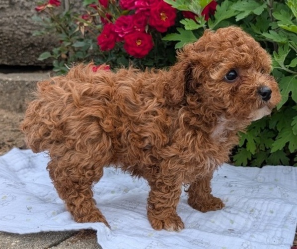 Medium Photo #8 Cock-A-Poo Puppy For Sale in GOSHEN, IN, USA