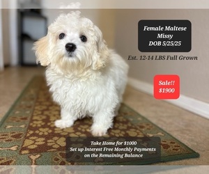 Maltese Puppy for sale in TUCSON, AZ, USA