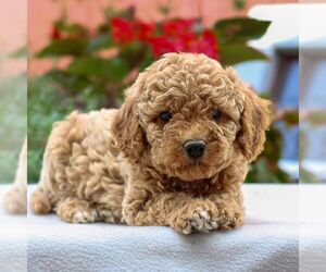 Poodle (Miniature) Puppy for sale in HONEY BROOK, PA, USA