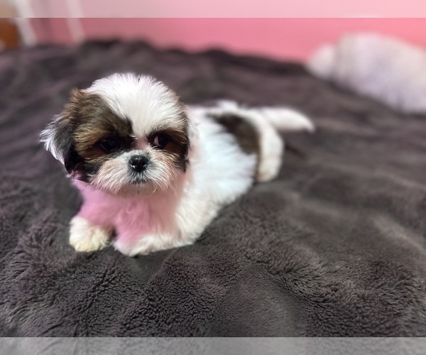 Medium Photo #32 Shih Tzu Puppy For Sale in VENETA, OR, USA