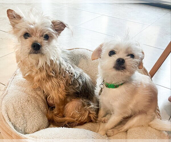 Medium Photo #5 Mutt Puppy For Sale in Corona, CA, USA