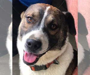 Buddy - *COURTESY LISTING* - Male Collie-German Shepherd Dog Mix Dog for Adoption - Photo #3