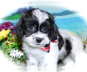 Scottish Terrier-Shih-Poo Mix Puppy for sale in HAMMOND, IN, USA