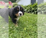 Small Photo #14 Bernese Mountain Dog Puppy For Sale in BRIDGEPORT, WV, USA