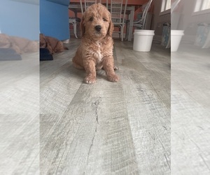 Goldendoodle Puppy for sale in WILLIAMSTON, NC, USA