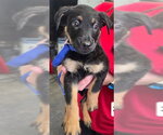 PEPPER - Female German Shepherd Dog Dog for Adoption - Small photo